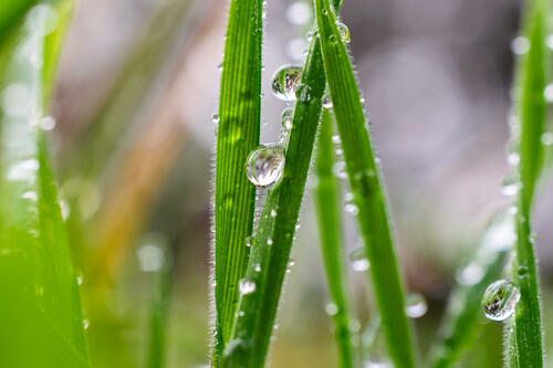 Macro dew 2